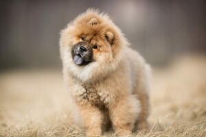 Chow Chow mit geneigtem Kopf