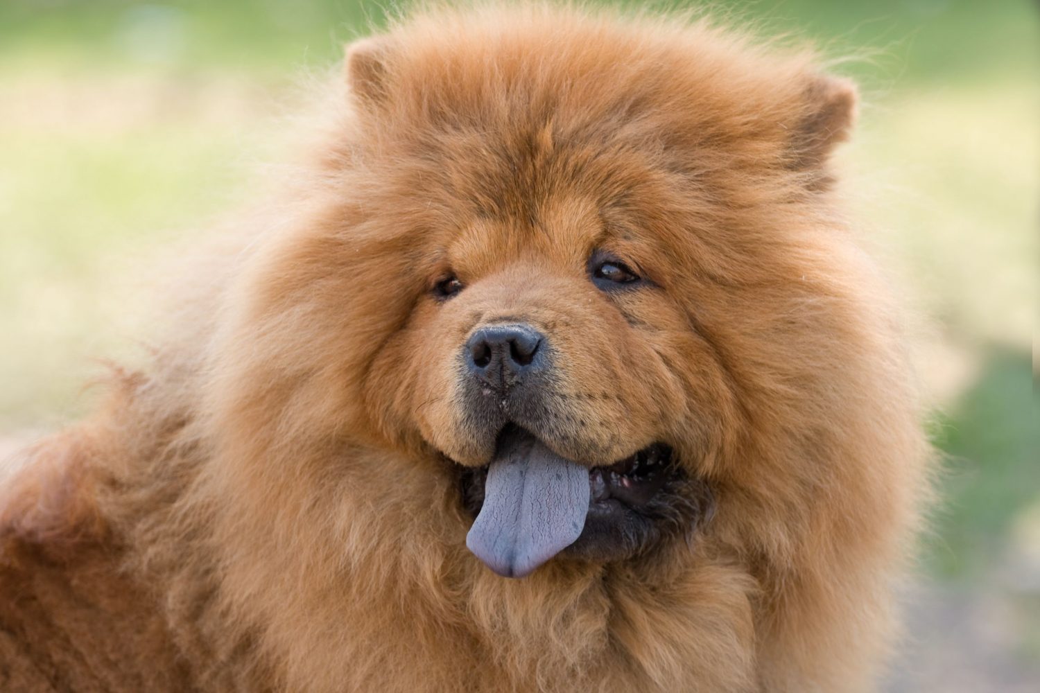 Chow Chow mit ausgestreckter Zunge