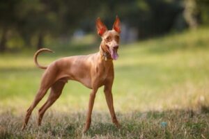 Cirneco dell'Etna im Portrait