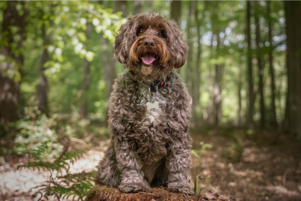 Cockapoo: Brauner Hund sitzt in einem Wald.