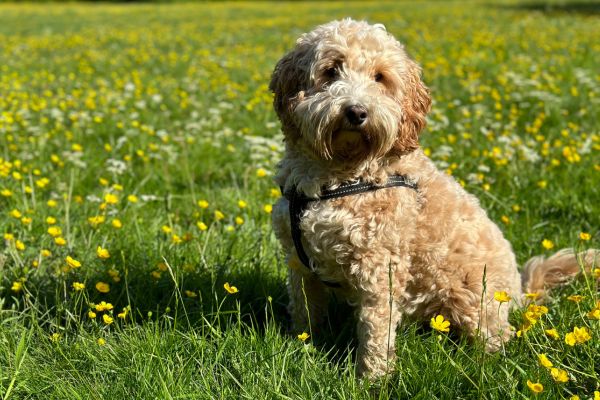 Cockapoo: Ein Hund sitzt auf einer Wiese mit gelben Blumen.