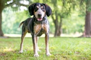 Coonhound Welpe