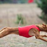 Coursing: Windhund von der Seite in einer roten Weste im Hetzlauf