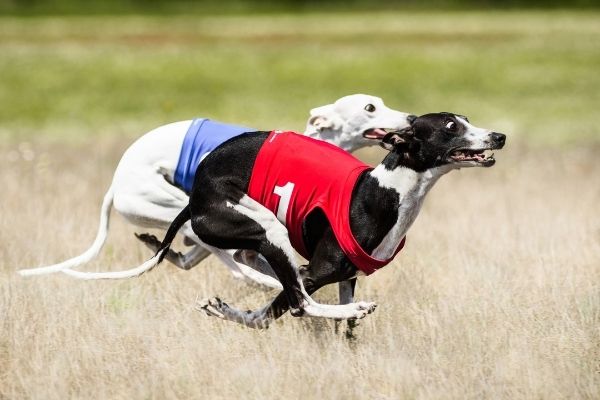 Zwei Windhunde im Hetzlauf beim Coursing durch ein Feld