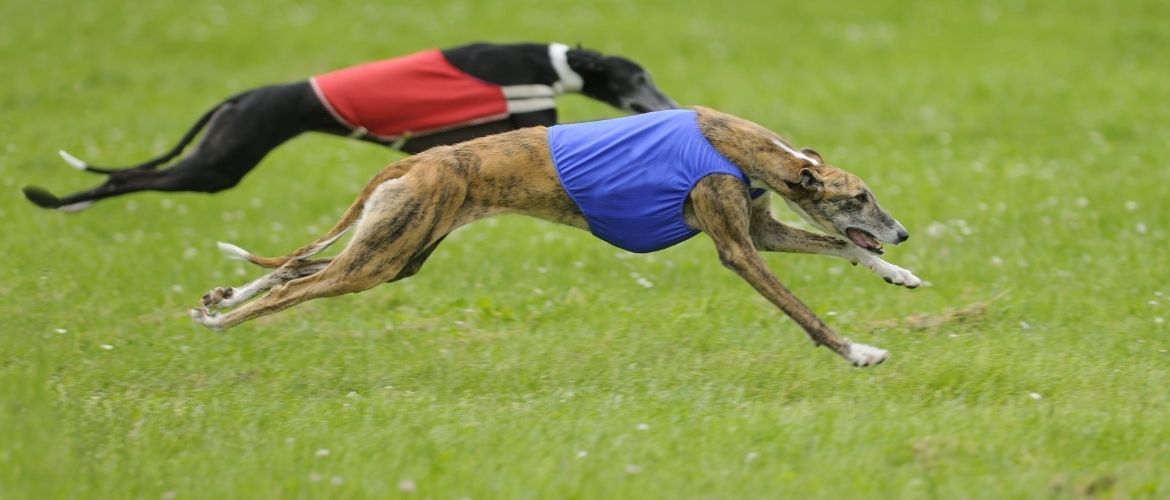 Zwei Windhunde im Lauf beim Coursing