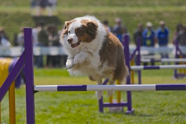 Hund überspringt ein Hindernis beim Crossdogging