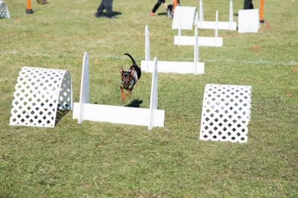 Crossdogging: Hund läuft durch einen Parcours