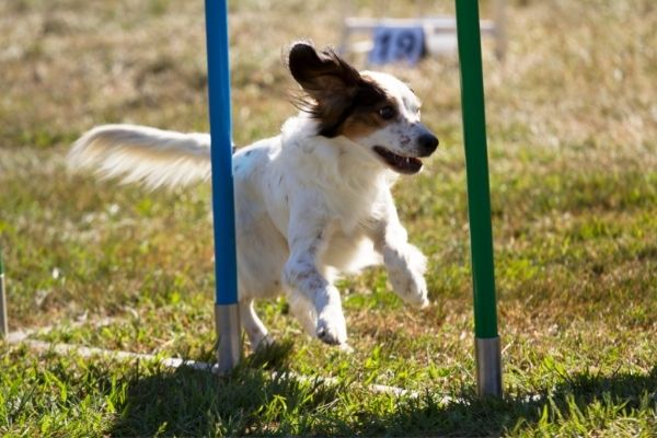 Crossdogging: Hund läuft durch Slalomstangen