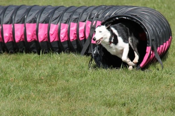 Crossdogging: Hund läuft durch Tunnel