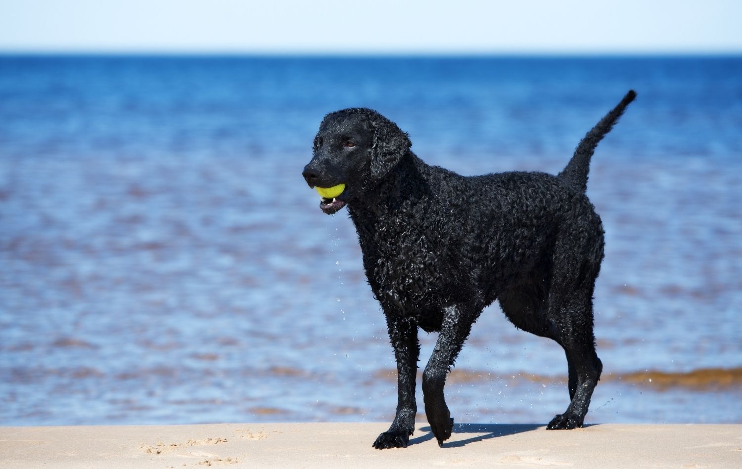 curly coated retriever am strand mit ball im maul