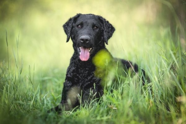 Curly Coated Terrier im Portrait