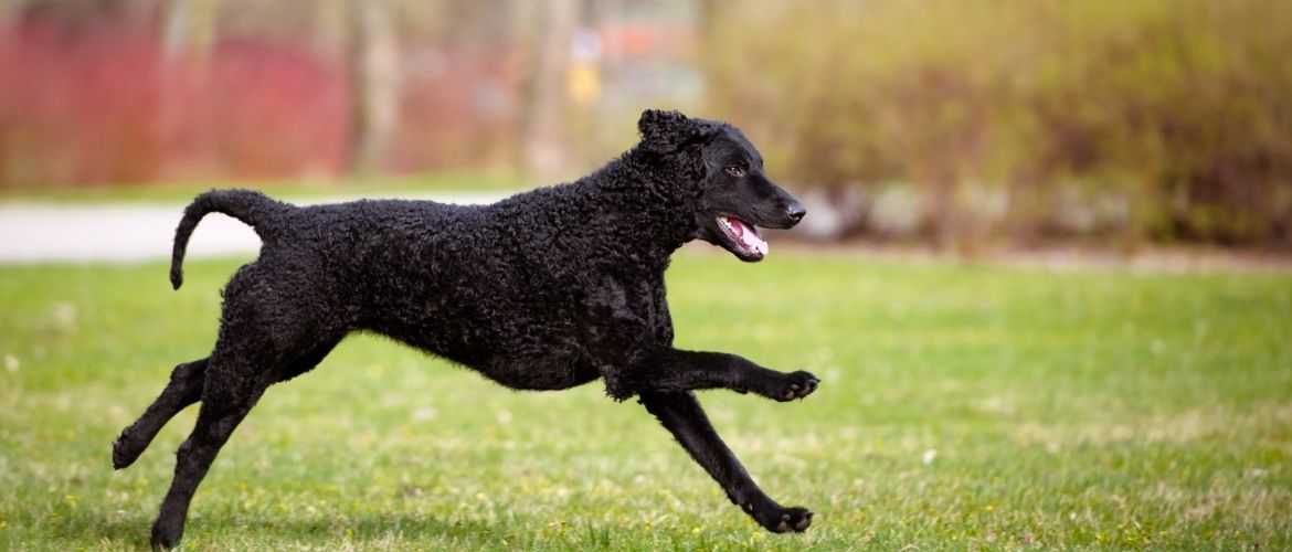 Curly Coated Retriever im Sprung