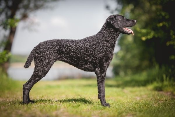 Curly Coated Terrier von der Seite