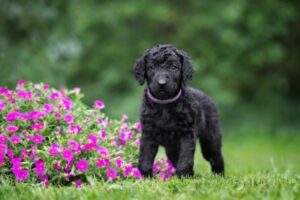 Curly Coated Terrier Welpe