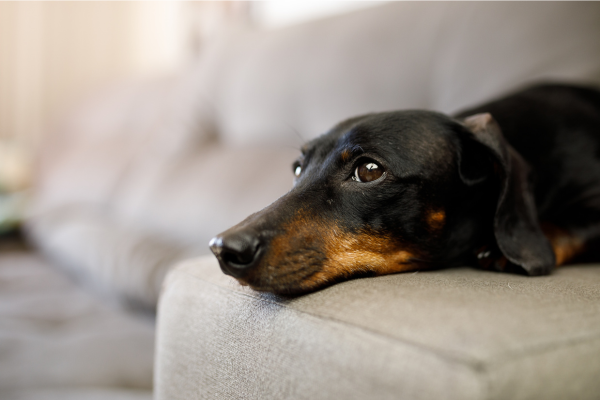 Rückenschmerzen beim Hund: Dackel sind aufgrund ihres langen Rückens anfälliger für Rückenprobleme.