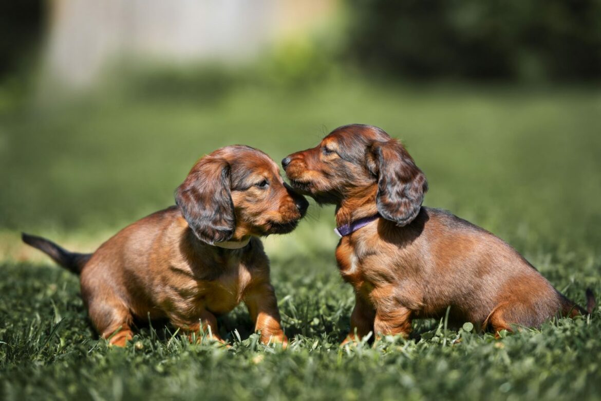 Doxiepoo DackelZwergpudelMix im Portrait edogs Magazin