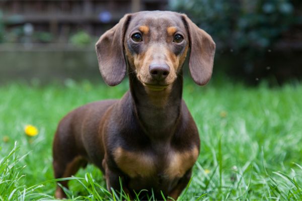 Dackel: Hund steht auf Wiese