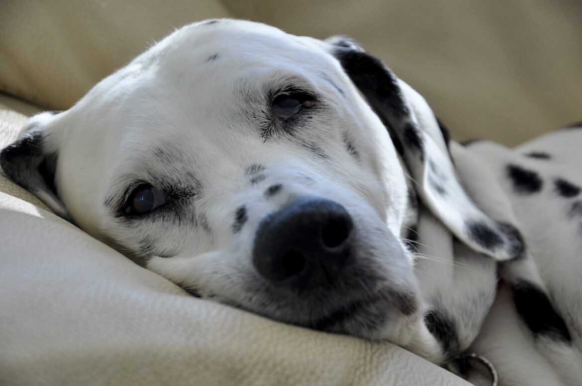 Lebererkrankung beim Hund edogs