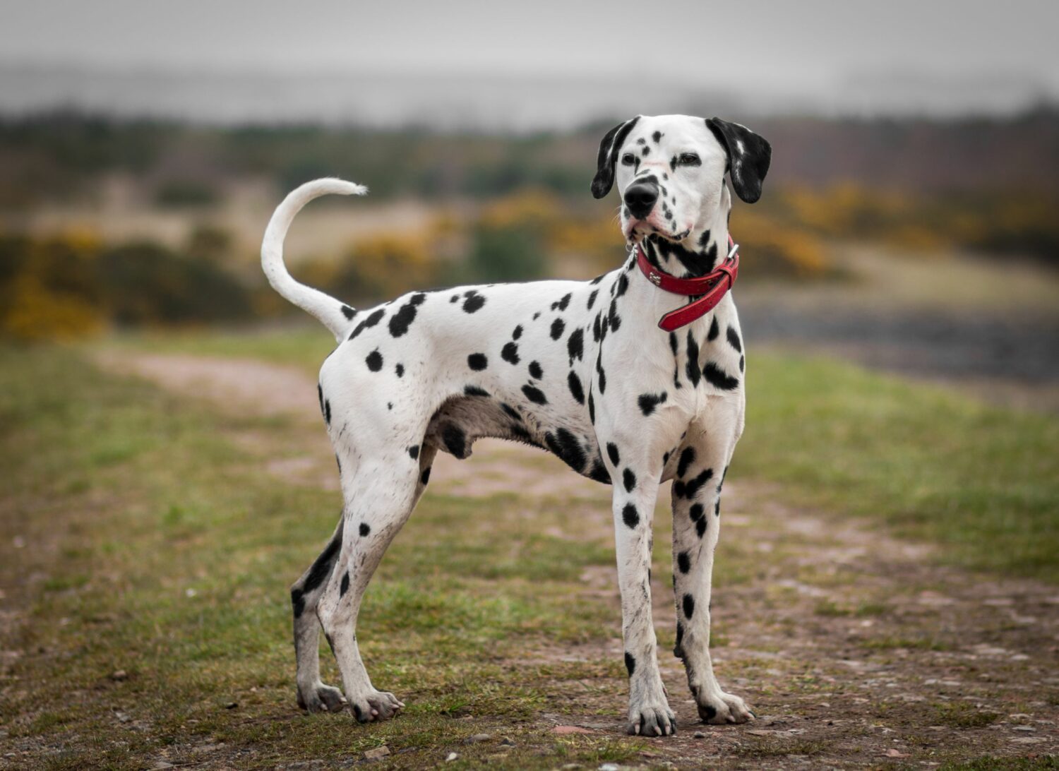 The Dalmatiner Dog Breed - A Complete Guide 6 Dalmatiner Health