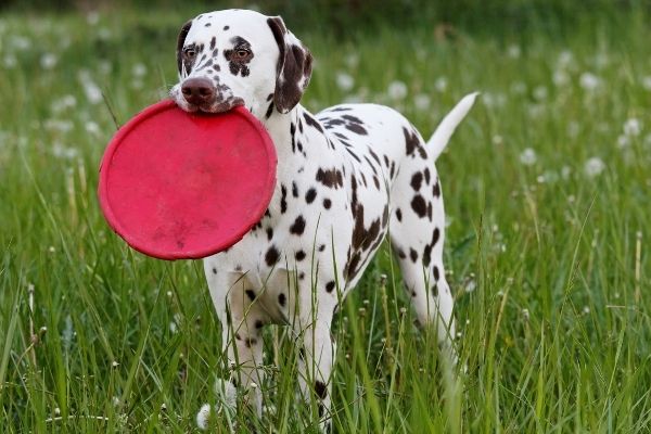 Dalmatiner mit rotem Frisbee