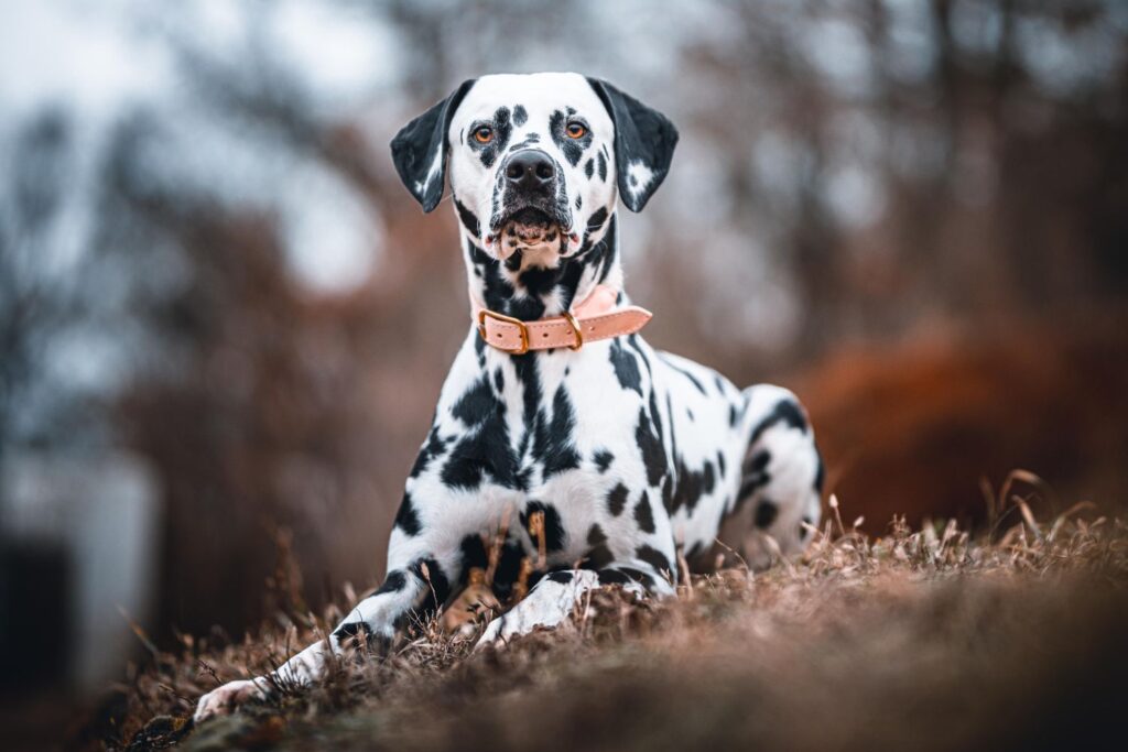 Dalmatiner: Ein Hund liegt im Wald und schaut aufmerksam in die Kamera