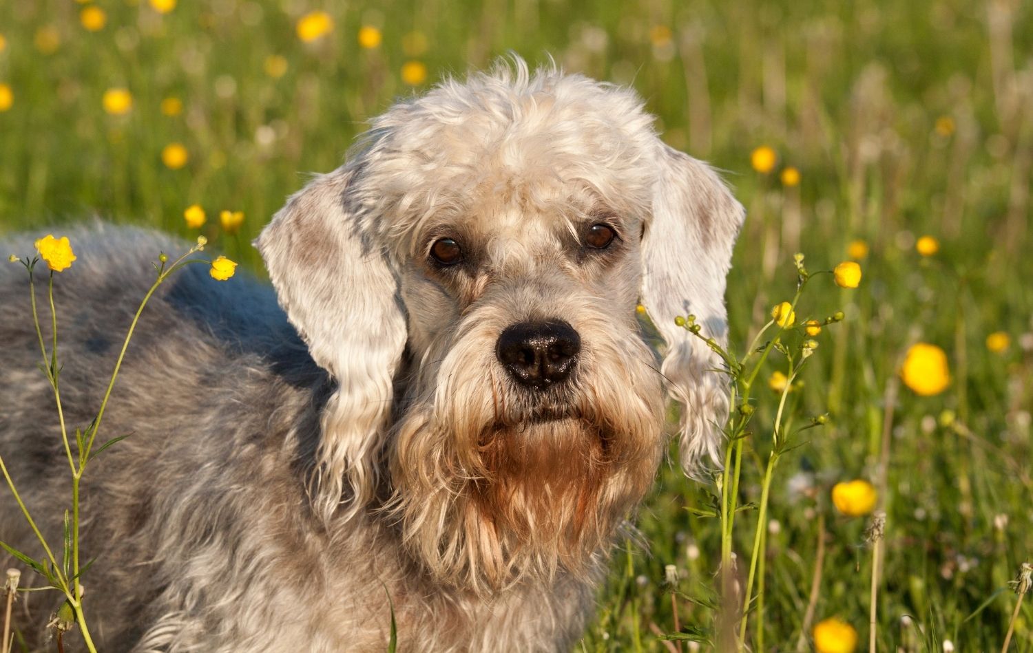 Dandie Dinmont Terrier Kopf