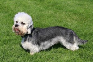 Dandie Dinmont Terrier von der Seite