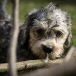 Dandie Dinmont Terrier Welpe