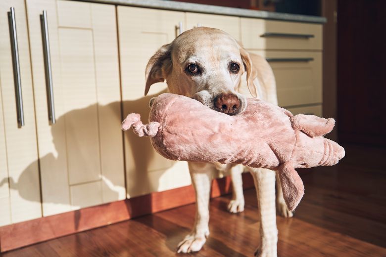 Denksport für Hunde: Labrador trägt Stofftier im Maul