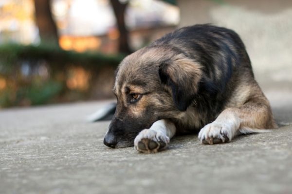 Hund mit Depressionen liegt auf dem Boden