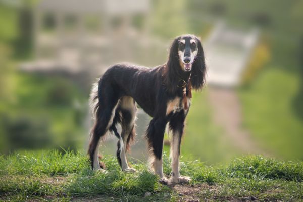 zu den teuersten Hunden der Welt zählen auch Suluki Hunde