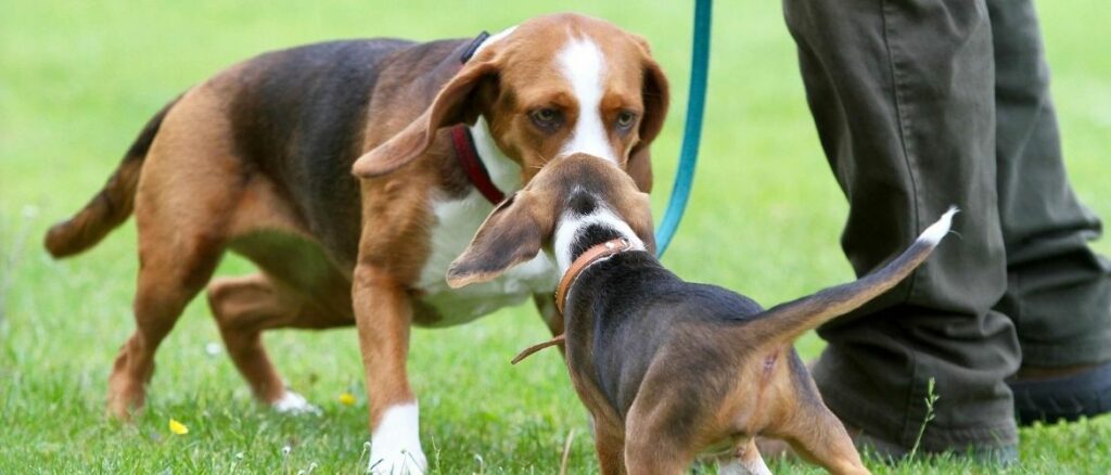 Deutsche Bracke Steckbrief, Charakter, Wesen und Haltung