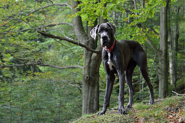 Deutsche Dogge im Wald