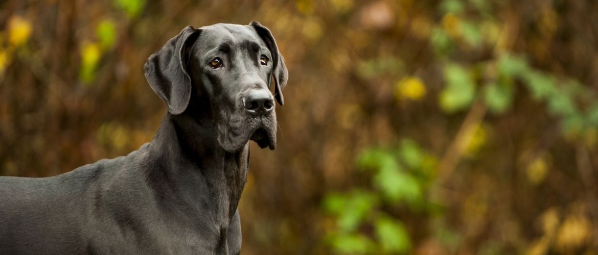 Deutsche Dogge im Rasseportrait edogs.de Magazin Deutsche Dogge im Rasseportrait edogs.de Magazin