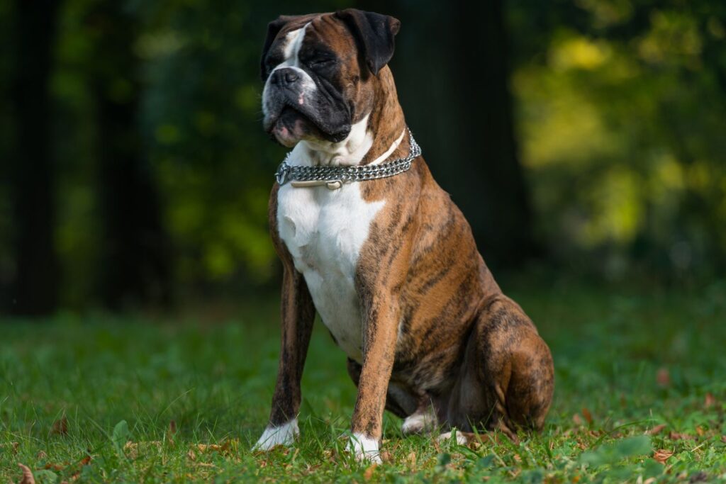 Deutscher Boxer: Hund sitzt auf einer Wiese.