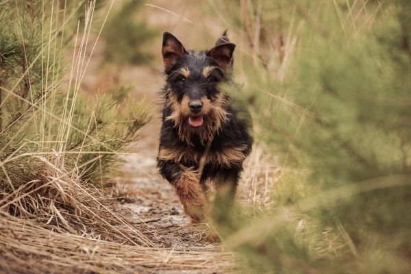 Jagdhunde: Deutscher Jagdterrier auf der Jagd