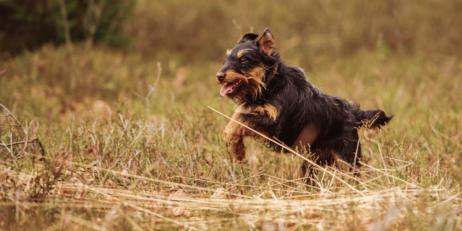 Bewegung ist für die Gesundheit des Deutschen Jagdterriers wichtig