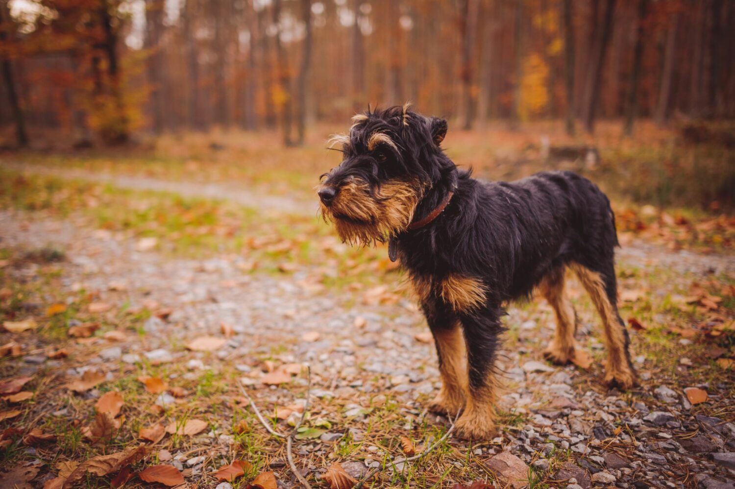 Deutscher Jagdterrier im Wald