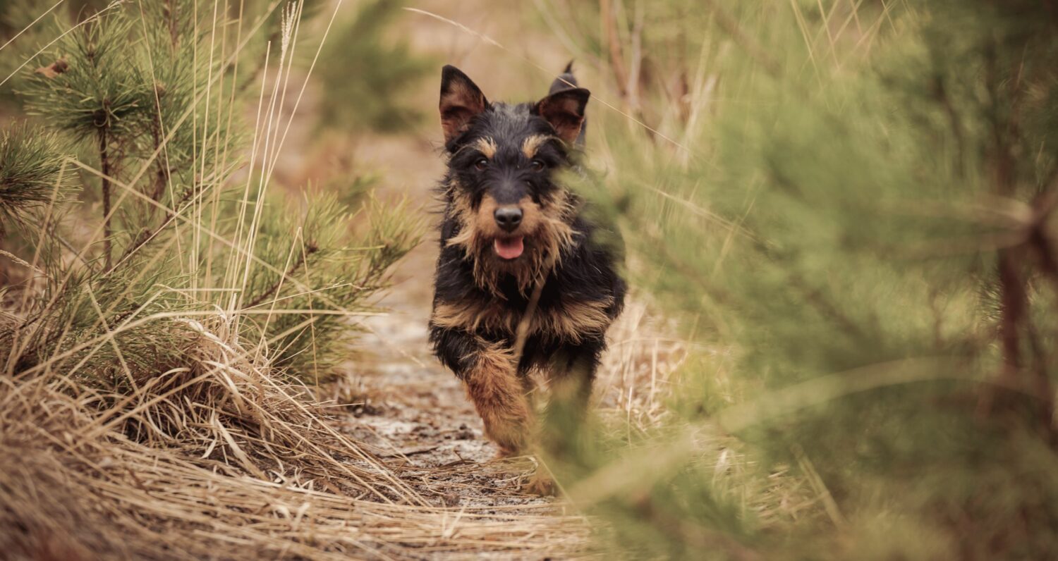 Deutsche Jagdterrier haben einen ausgeprägten Jagdtrieb