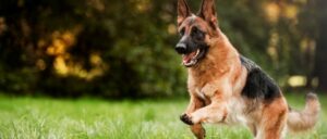 Deutscher Schäferhund - Steckbrief, Charakter, Wesen und Haltung