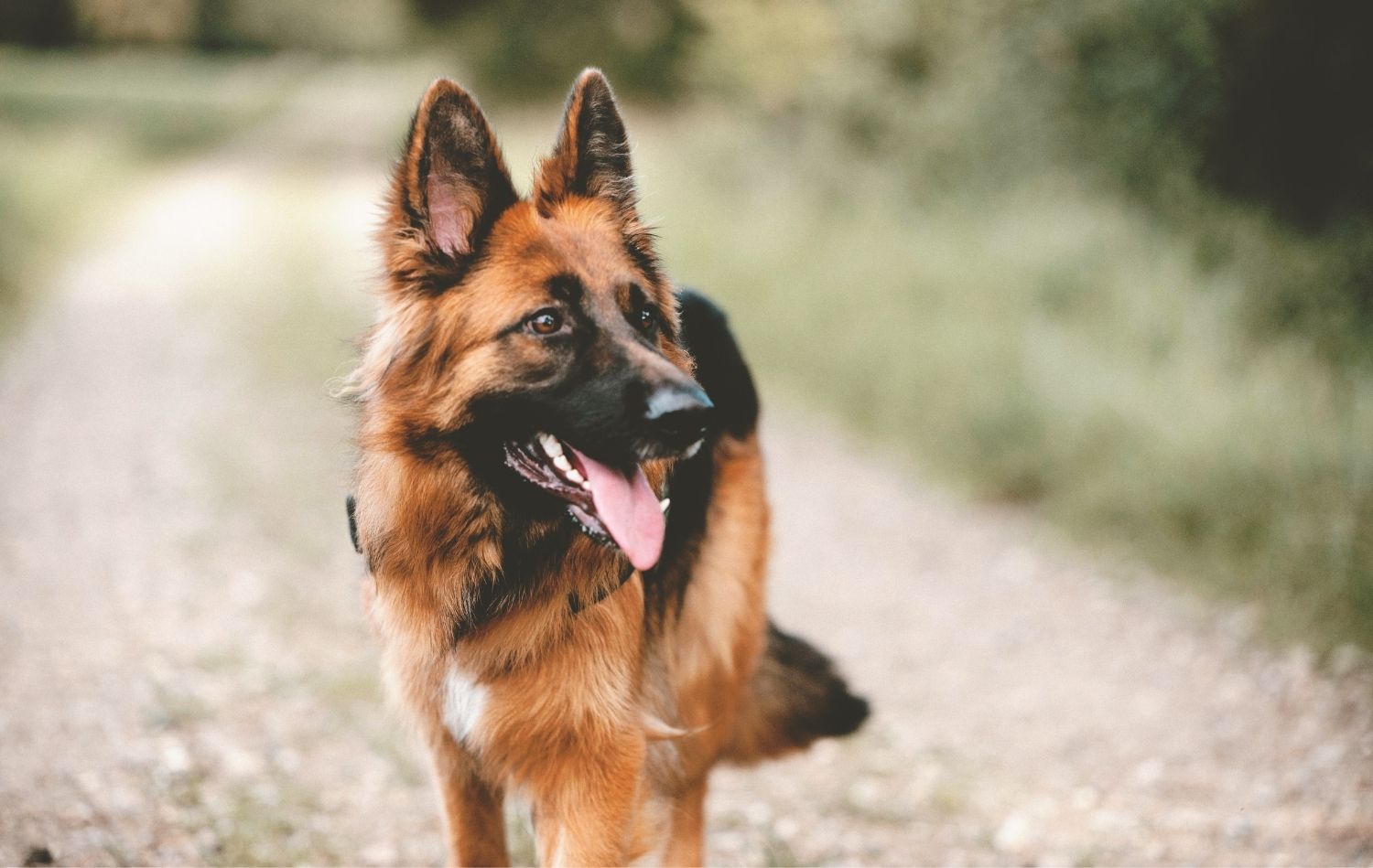 Deutscher Schäferhund im Portrait