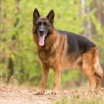 Deutscher Schäferhund in der Natur