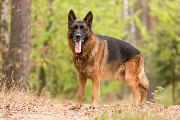 Deutscher Schäferhund in der Natur