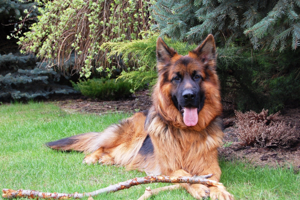 Deutscher Schäferhund in der Natur