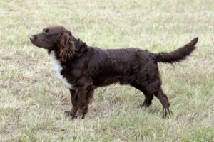 deutscher Wachtelhund von der Seite