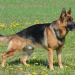 Deutscher Schäferhund
