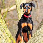 Deutscher Pinscher