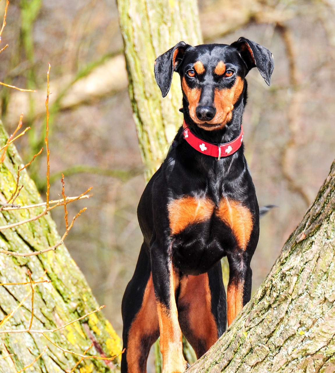 Deutscher Pinscher - Steckbrief, Charakter, Wesen und Haltung