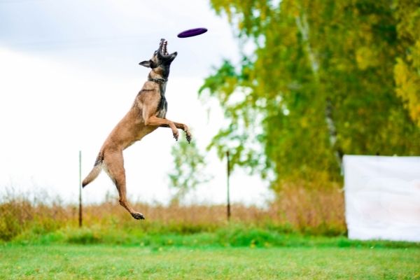 DHV Hundesport: Dog Frisbee
