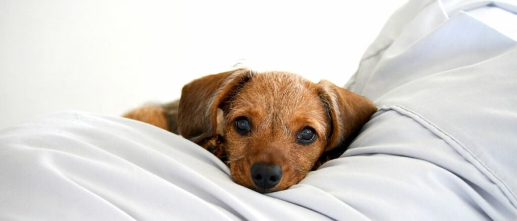 Diabetes beim Hund Symptome, Ursachen &amp; Behandlung edogsMagazin